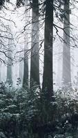 mystical winter forest with snow and sun rays coming through trees video