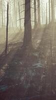 Forest fire with Burned trees after wildfire video