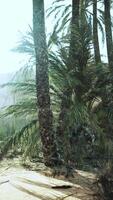 Palm trees in the desert video