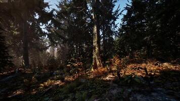 View in to tall pine trees on a summers day video