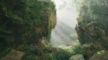 A serene forest landscape with rocks and towering trees. mountain path video