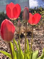 Red tulips in front of a building photo