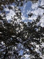 A view of the sky through the branches of a tree photo