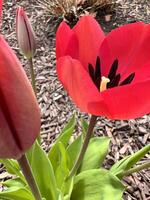 red tulip, spring, blooming, blooming, blooming, blooming, blo photo