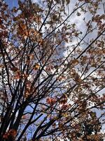 A tree with leaves and branches against a blue sky photo