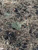 A pine tree and some rocks in the ground photo