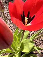 a red tulip is growing in the ground photo