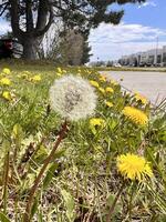 A dandelion is growing in the grass next to a car photo