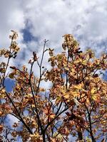 Autumn leaves against a blue sky photo