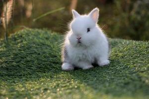 A little gray and white rabbit sits and sleeps on the artificial grass in the garden. There is soft sunlight hitting the body. photo