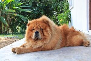 Chow Chow puppy lying on the cement floor The background is a green forest. photo