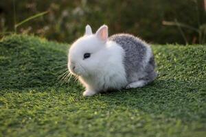A little gray and white rabbit sits and sleeps on the artificial grass in the garden. There is soft sunlight hitting the body. photo