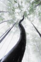 Summer beech trees with fog photo