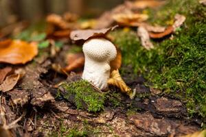 Mushrooms in the autumn forest photo