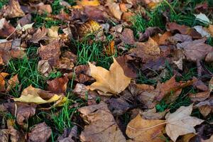 Fallen Autumn Leaves on Grass photo