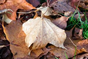 Pale Leaf on Brown Leaves and Grass photo