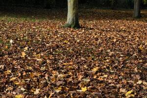 Tree Trunk on a Ground Covered in Fallen Leaves photo