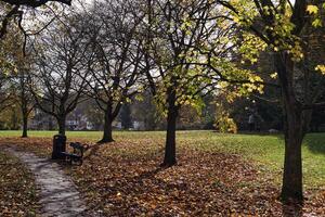 Park Path with Fallen Leaves and Bench photo