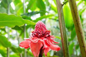 Etlingera elatior, Red Torch, wet from the morining rain, Martinique, France photo