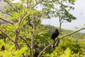Lesser Antillean bullfinch on a branch in Tartane, Martinique, West Indies, France photo