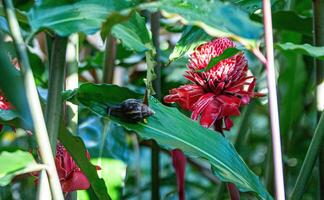 Snail in front of a Red Torch, Martinique, France photo