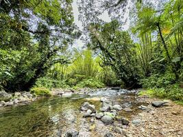 River and bamboo trees in the middle of the deep tropical forest in Martinique, West Indies, France photo
