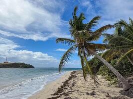 Coconut tree on paradise beach Anse a Prunes in Martinique, West Indies, France photo