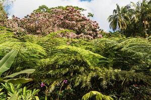 Tropical tree with flowers and coconut trees, Martinique, West Indies, France photo