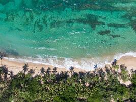 Birds-eye view of surfer's beach with coconut trees and coral reefs, Tartane, Martinique, West Indies, France photo