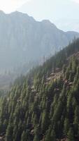 Fir and other pine trees on mountains on a sunny end of summer video