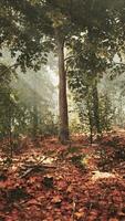 Rays of sunlight and Green Forest video