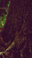 tree roots with green moss at spring video