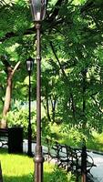 Scenic View of a Winding Stone Path through a Peaceful Green City Park video