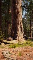 Giant Sequoia Trees at summertime in Sequoia National Park video