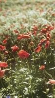Multicolored flowering summer meadow with red pink poppy flowers video