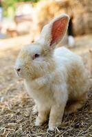 A brown rabbit sitting calmly on a sunny day at a farm photo