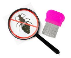 A magnifying glass and lice combs placed side by side on a clean white background photo