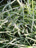 The first frost, the grass is covered with frost. Green grass in hoarfrost photo