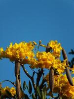 A tree with yellow flowers and green leaves. The flower is blooming with clear blue sky background photo