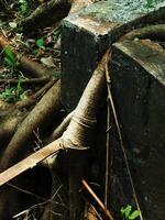 A tree root is growing out of a stone wall. The wall is made of stone and has a rough texture photo