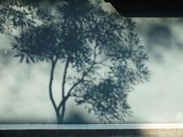 A tree casts a shadow on a wall. The shadow is dark and elongated, stretching across the wall. Concept of depth and dimension, as the tree's shadow appears to be reaching out from the tree itself photo