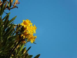A tree with yellow flowers and green leaves. The flower is blooming with clear blue sky background photo