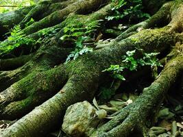 A large tree trunk covered in green moss and leaves. The trunk is surrounded by rocks and there are some leaves on the ground photo