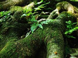 A large tree trunk covered in green moss and leaves. The trunk is surrounded by rocks and there are some leaves on the ground photo
