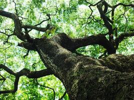 A large tree with a thick trunk and many branches. The tree is surrounded by green leaves and is the center of attention in the image photo