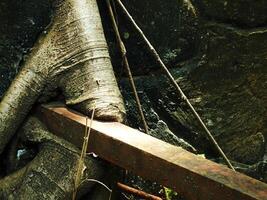 A tree root is growing out of a stone wall. The wall is made of stone and has a rough texture photo