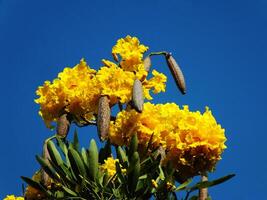 A tree with yellow flowers and green leaves. The flower is blooming with clear blue sky background photo