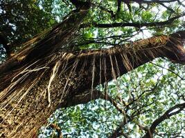 A large tree with many hanging roots hanging down. The tree has large branches and dense leaves photo