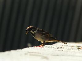 A small bird with a small beak standing on a ledge photo