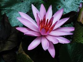 A pink lotus flower with red petals is in a green leaf. The flower is the main focus of the image photo